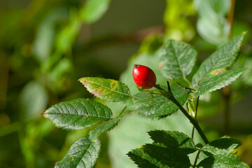 Red rose hip berry glowing in warm autumn sunlight close-up