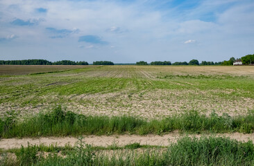 Vast green field with wild grasses, dirt road in foreground, and forest line on the horizon beneath a clear blue sky with light clouds. Daytime panoramic view, natural textures, countryside atmosphere