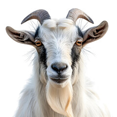 Obraz premium Portrait goat horns beard looking camera close up isolated transparent background product in clear view with natural colors and sharp focus on a plain background. Simple clean style for stock use in p