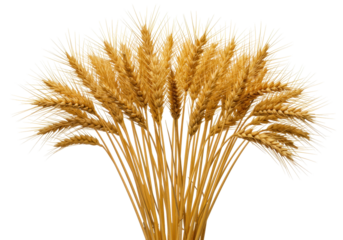 Isolated bundle of golden wheat stalks ready for harvest, for baking or bread making
