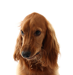 Cute English Cocker Spaniel dog on white background