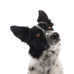 Cute Border Collie dog on white background