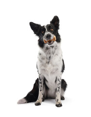 Border Collie with tasty bone shaped dog cookie on white background
