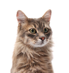 Cute cat on white background. Adorable pet