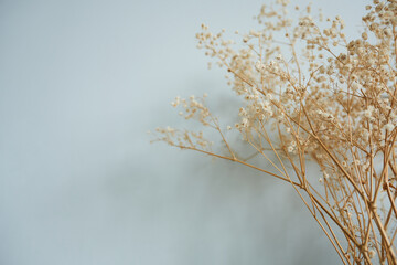 Obraz premium Dried gypsophila flowers on a gray background with space for text.