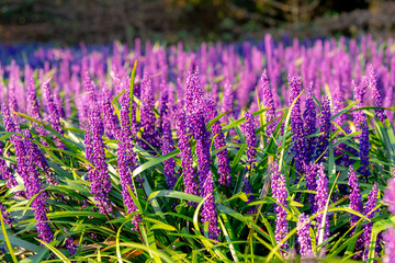 Fototapeta premium Selective focus of blue Lily turf flower in the garden, Liriope muscari is a species of flowering plant from East Asia, Herbaceous perennial has grass-like evergreen foliage, Nature floral background.