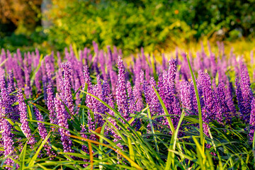 Fototapeta premium Selective focus of blue Lily turf flower in the garden, Liriope muscari is a species of flowering plant from East Asia, Herbaceous perennial has grass-like evergreen foliage, Nature floral background.