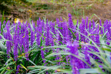 Selective focus of blue Lily turf flower in the garden, Liriope muscari is a species of flowering plant from East Asia, Herbaceous perennial has grass-like evergreen foliage, Nature floral background.