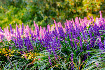 Obraz premium Selective focus of blue Lily turf flower in the garden, Liriope muscari is a species of flowering plant from East Asia, Herbaceous perennial has grass-like evergreen foliage, Nature floral background.