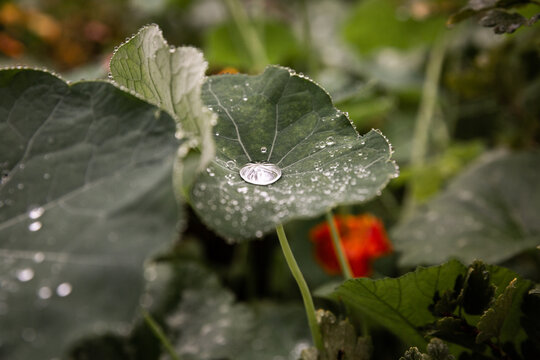 Gouttes d'eau au centre d'une feuille de capucine sur un fond v&eacute;g&eacute;tal vert 