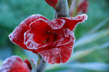 Frost on the blooming gladiolus
