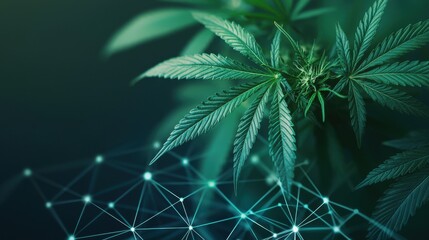 Obraz premium Close up of a green marijuana plant with a glowing geometric network overlay