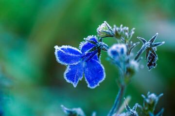 Frost on the blooming lobelia