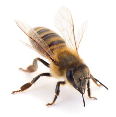 Honey bee macro side view isolated on white background