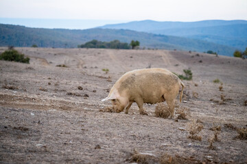 A large beige pig with a muddy snout roots through dry, sloped terrain surrounded by sparse...