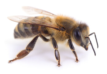 Honey bee side view macro isolated on white background