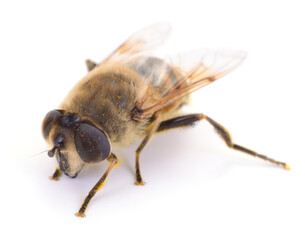 Hoverfly Eristalis tenax macro isolated on white background