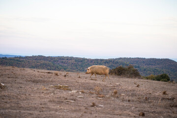 A solitary pig grazes on sparse vegetation in a dry, open field beneath a clear sky in the mountains in Bulgaria
