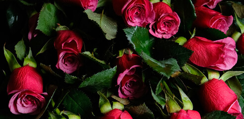 Tightly packed deep pink roses and rich green leaves, viewed from above. The frame is filled with blooms, showing natural highlights and shadows on petals and foliage.