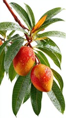 Obraz premium red apple on tree