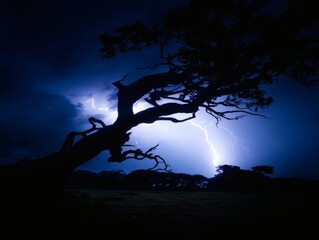 bent. A lone gnarled tree silhouetted against a stormy sky with lightning. travel magazines, destination branding, designed for outdoor magazines and nature guides and travel destination branding.