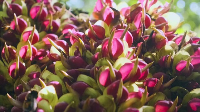 Close up of clusters of exotic vibrant Mucuna macrocarpa flowers growing in tropical forest in Doi Inthanon National Park, Chiang Mai, Thailand. Abstract nature background. Textured plants