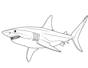 Fototapeta premium Simple black and white shark outline drawing