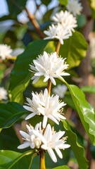 Close-up of white coffee blossoms on a branch