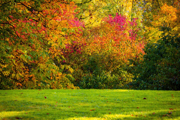 Fall trees landscape in vibrant colors