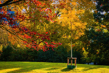 Fall trees landscape in vibrant colors