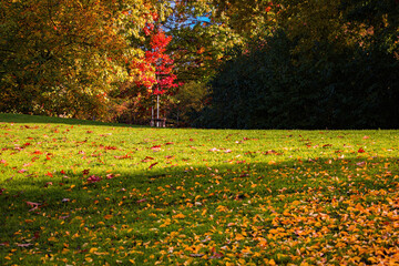 Fall trees landscape in vibrant colors