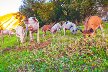 Group of pigs are grazing on a green hillside under bright sky. A larger pig with a pink nose stands prominently in the foreground. Domestic pigs rooting in foreground dense green pasture