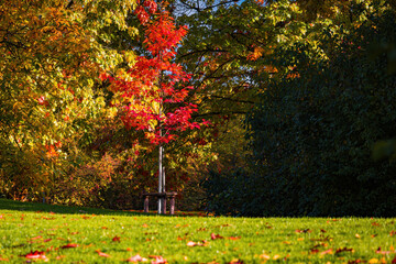 Fall trees landscape in vibrant colors