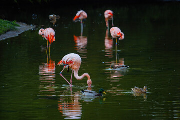 Pink flamingos on a pond in park