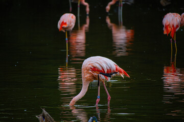 Pink flamingos on a pond in park