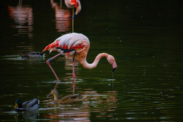Pink flamingos on a pond in park