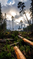 Forest ravaged by logging, sunlight breaks through clouds.  Fallen trees litter the ground