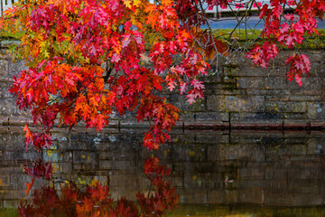Fall trees landscape in vibrant colors