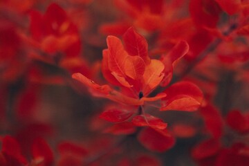 Autumn Landscape - Trees And Orange Foliage In Park At Sunset