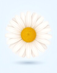 A detailed, vibrant illustration of a single daisy.  White petals surround a bright yellow center.  The image is set against a light, pastel blue background, and a subtle shadow suggests depth