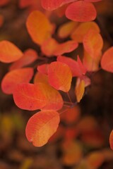Autumn Landscape - Trees And Orange Foliage In Park At Sunset