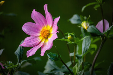 colorful autumn flowers in park