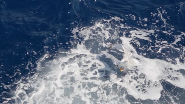 A white seagull flies low over choppy ocean waves and catches a flying fish mid-air. Captured mid-flight above foamy water under natural light. Slow motion 120fps