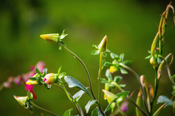 colorful autumn flowers in park