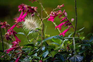 colorful autumn flowers in park