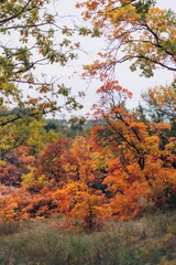 Autumn Landscape - Trees And Orange Foliage In Park At Sunset