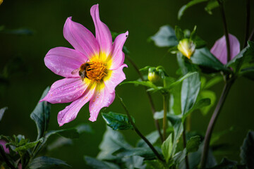 colorful autumn flowers in park