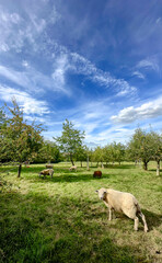 Obraz premium A peaceful and tranquil farm setting showcasing sheep peacefully grazing under a vibrant blue sky above