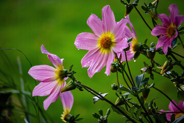 colorful autumn flowers in park