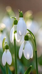 Close-up of delicate white snowdrops, bathed in sunlight